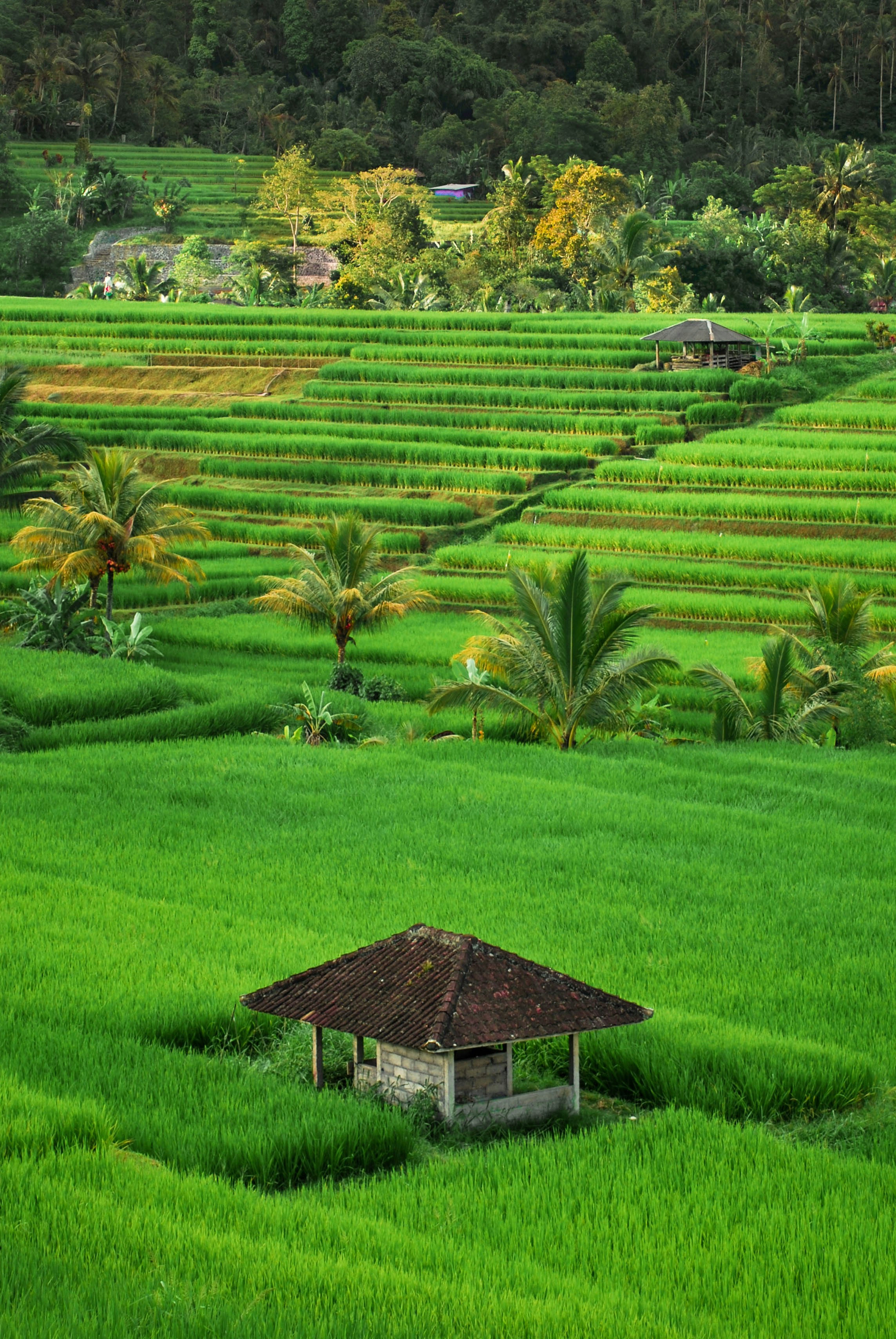 Hamparan sawah hijau di Magelang
