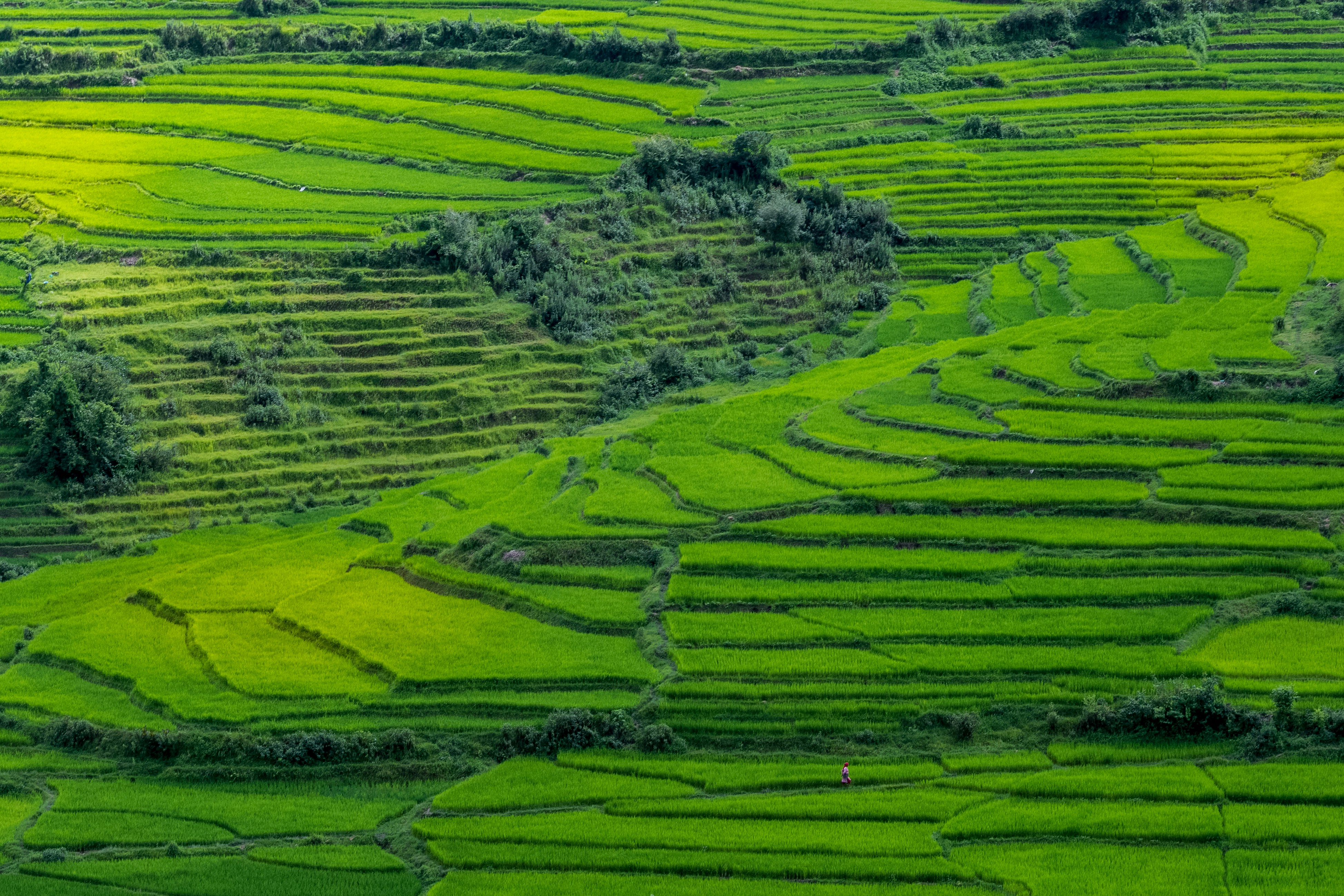 Terasering Sitegong, perkebunan sayur di lereng gunung Magelang